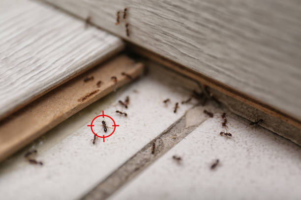Best Residential Pest Control  in Olney, TX