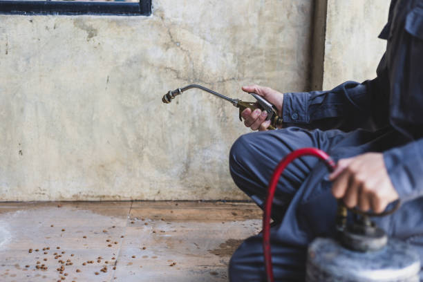 Best Rat Extermination Near Me  in Olney, TX